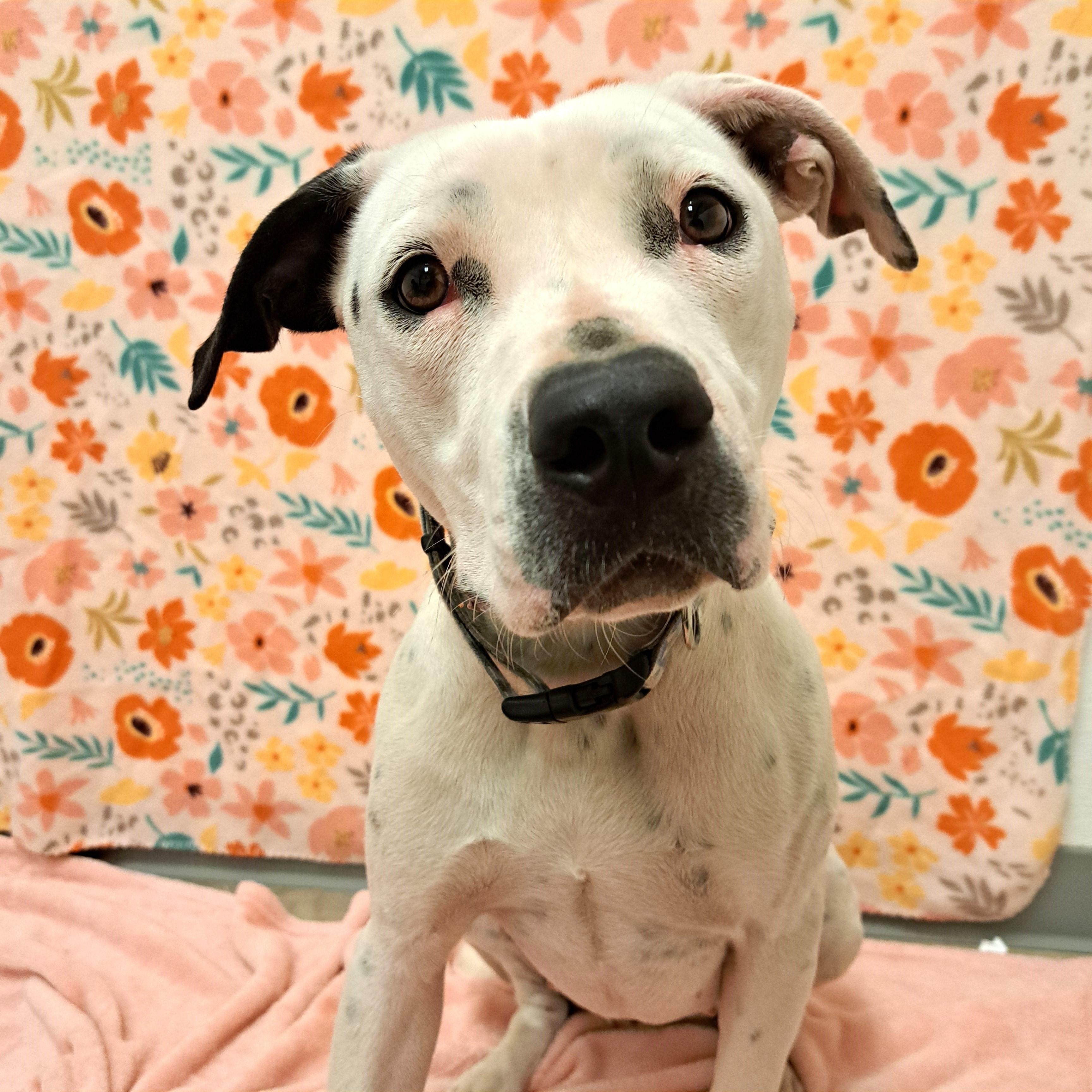 Dahlia, Adult Female unknown