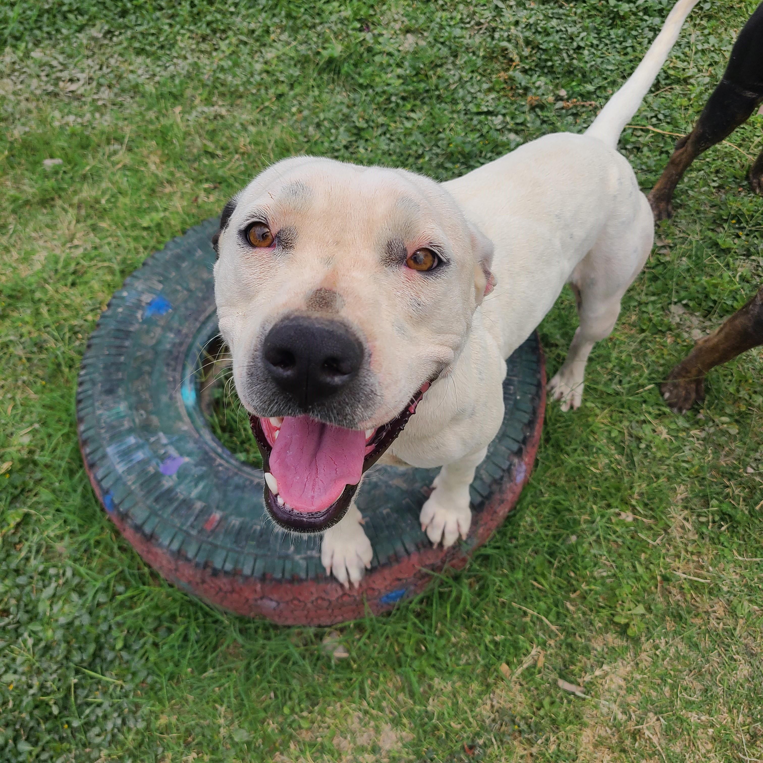 Enlarge Dahlia, a Adoptable mixed breed in ALPINE, TX image 2/6