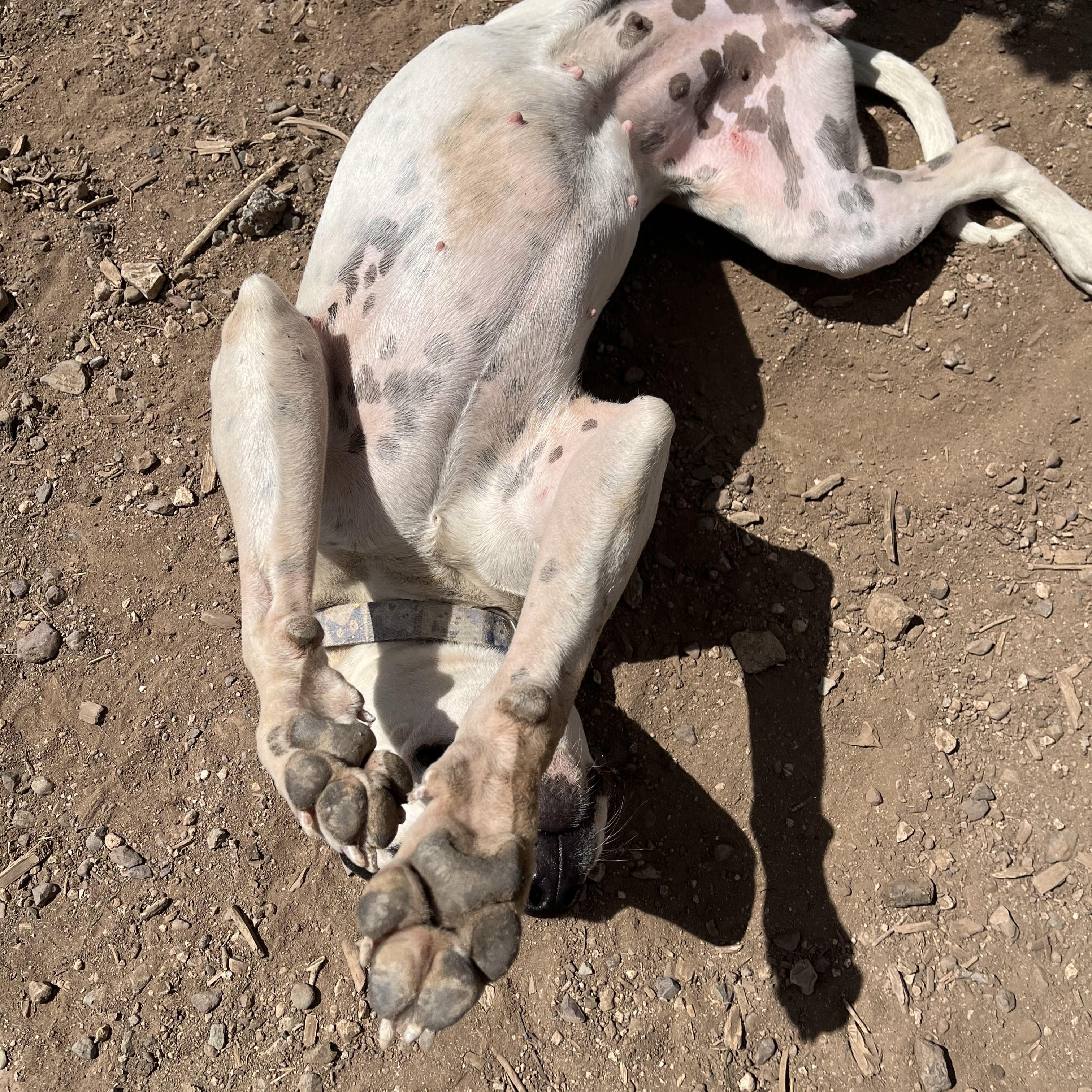 Enlarge Dahlia, a Adoptable mixed breed in ALPINE, TX image 3/6