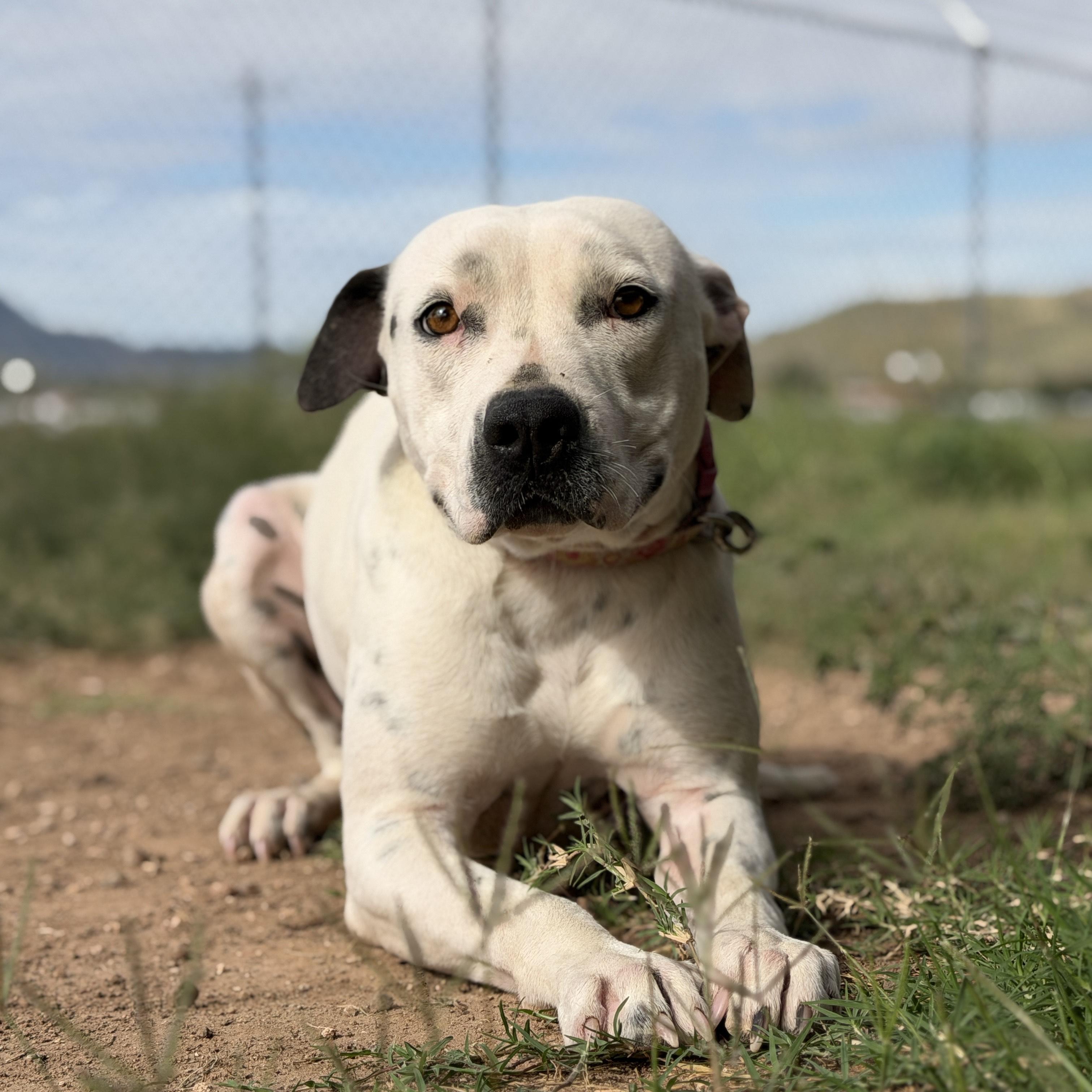 Enlarge Dahlia, a Adoptable mixed breed in ALPINE, TX image 4/6