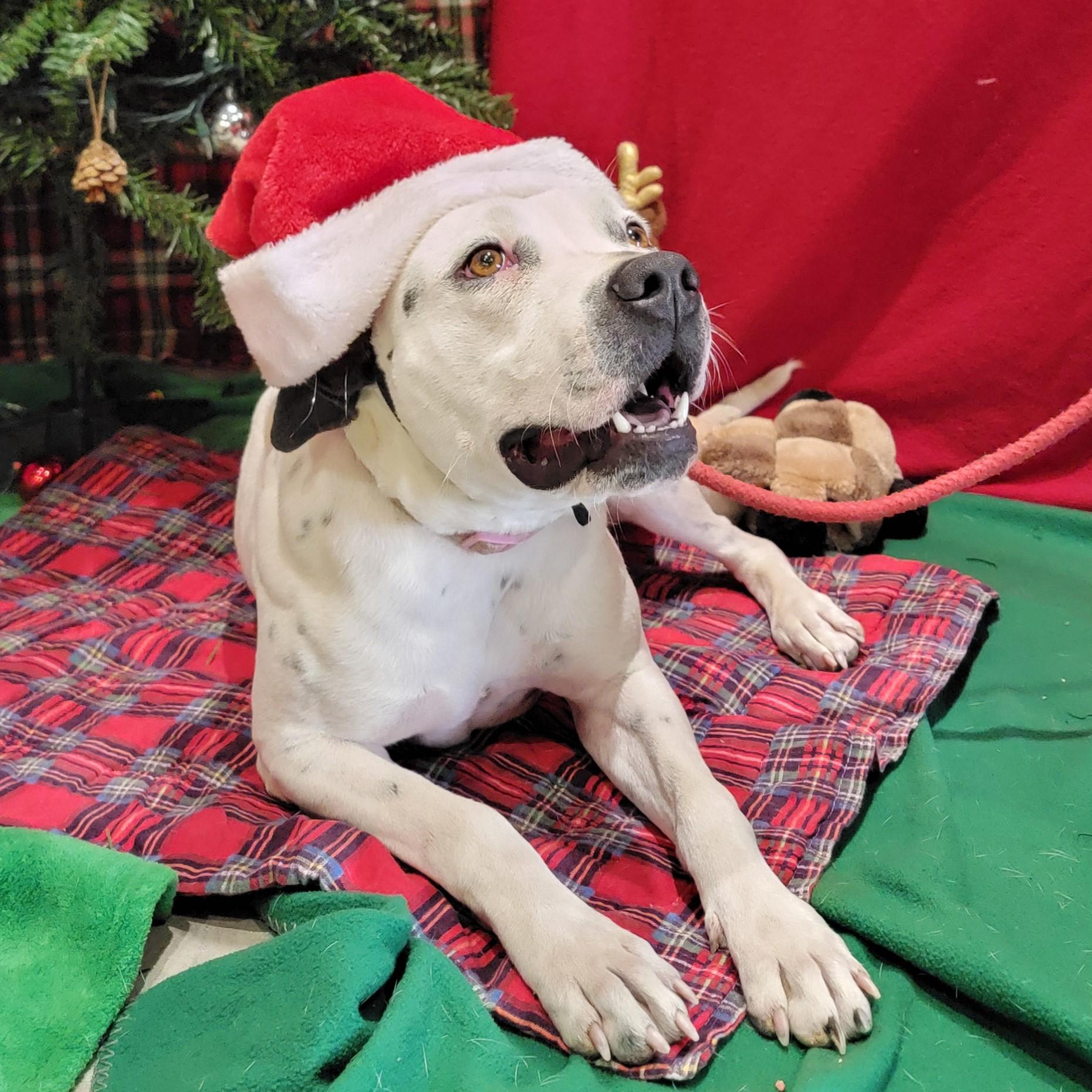 Dahlia, Adoptable, Adult Female Pit Bull Terrier.