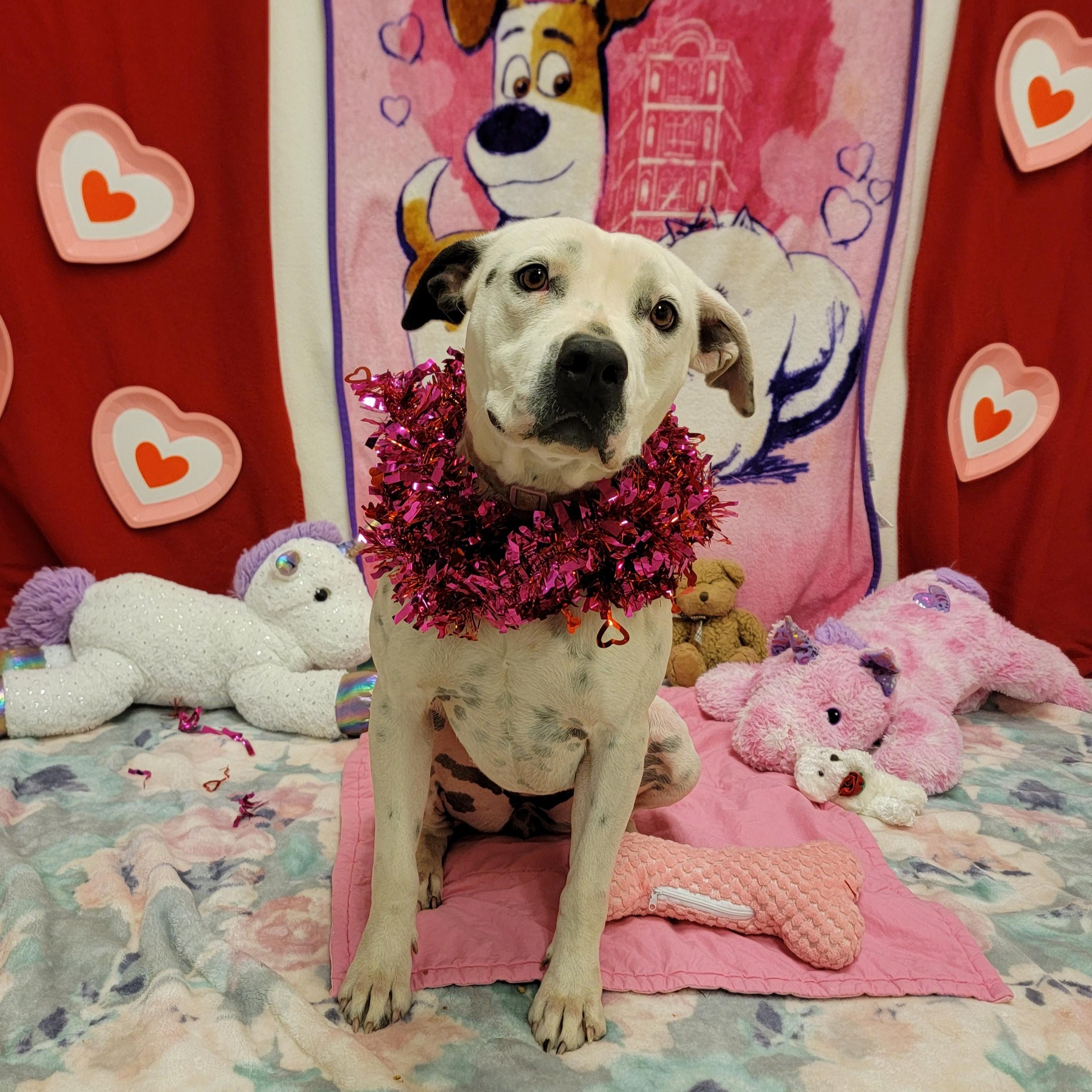 Dahlia, Adoptable, Adult Female Pit Bull Terrier.