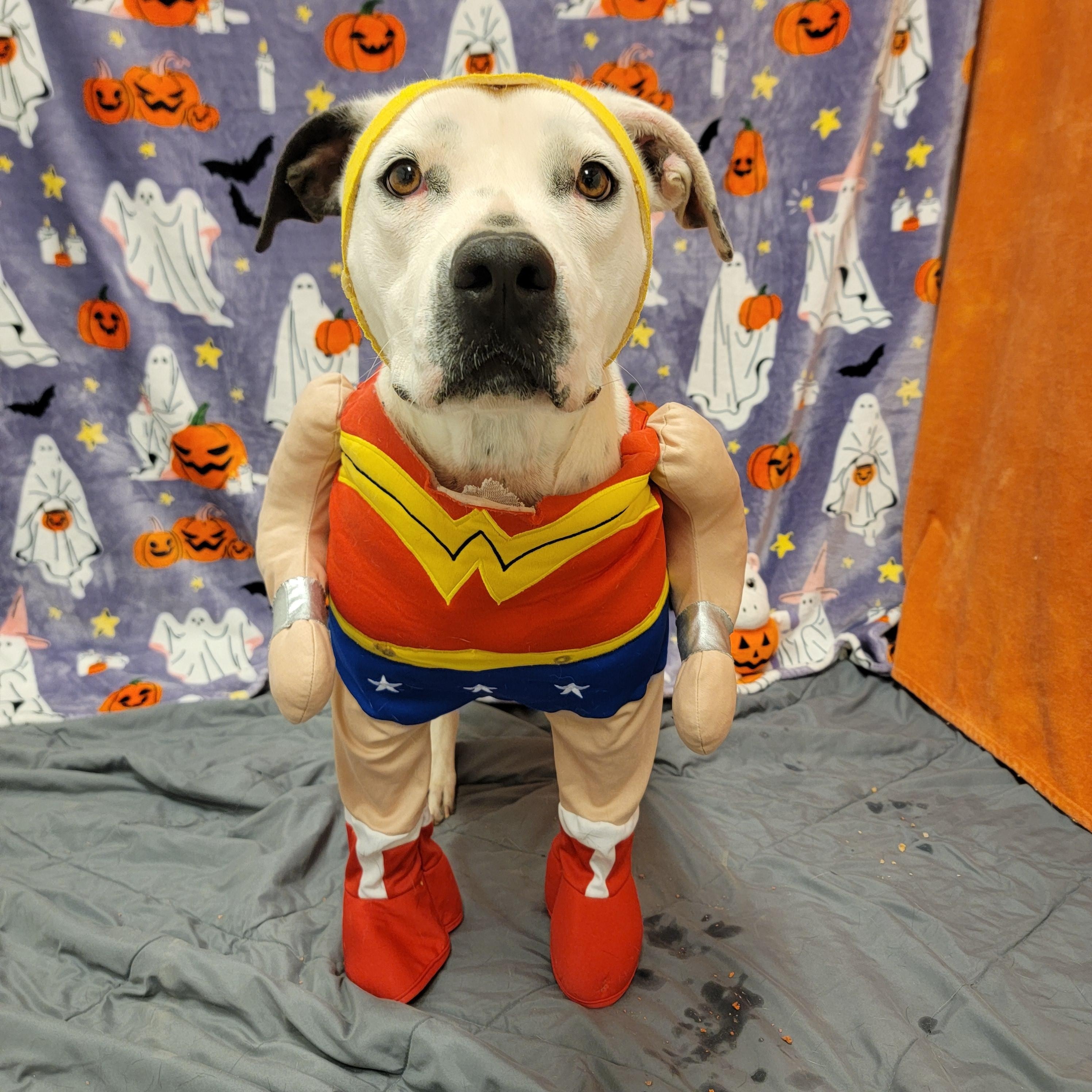 Enlarge Dahlia, a Adoptable mixed breed in ALPINE, TX image 5/6