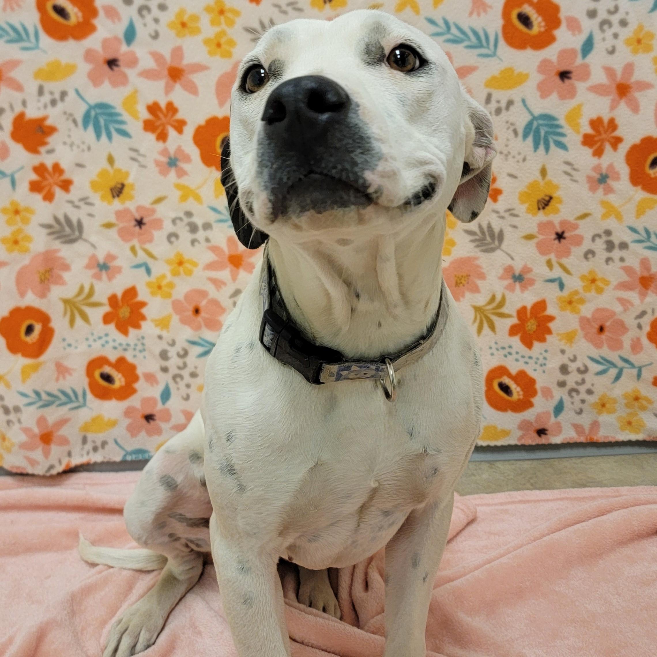 Dahlia, Adoptable, Adult Female Pit Bull Terrier.