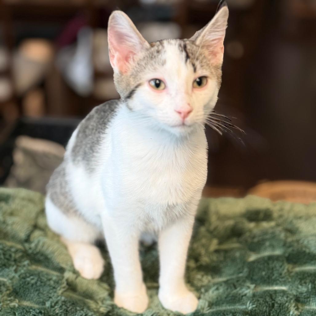 Enlarge Dusty, a Adoptable Domestic Short Hair in Marion, IA image 1/2