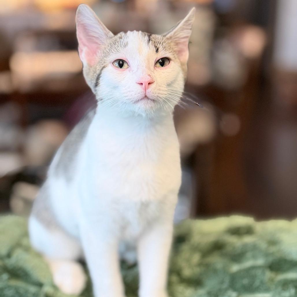 Enlarge Dusty, a Adoptable Domestic Short Hair in Marion, IA image 2/2