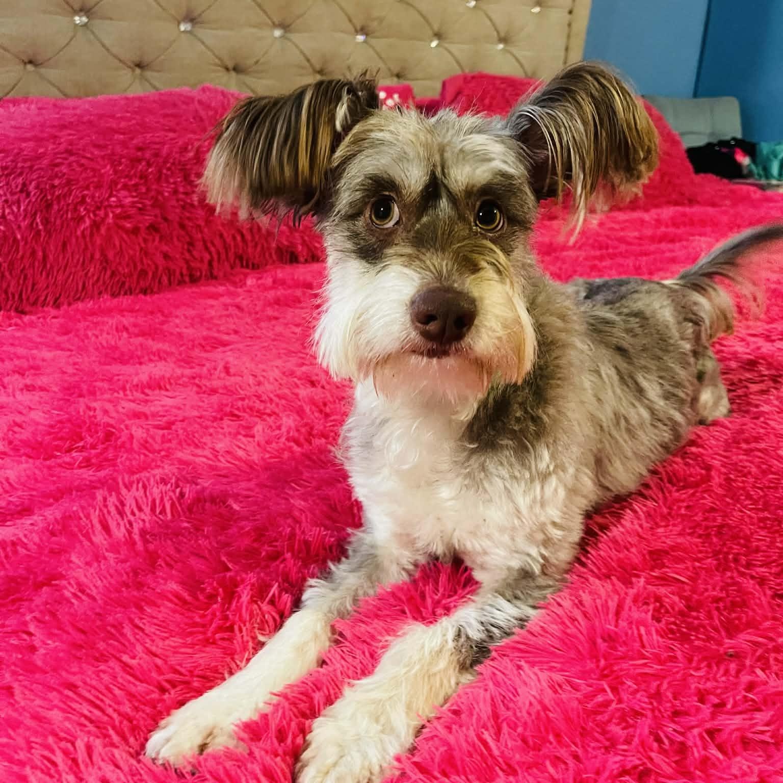 Tuffy , Adoptable, Young Female Miniature Schnauzer.