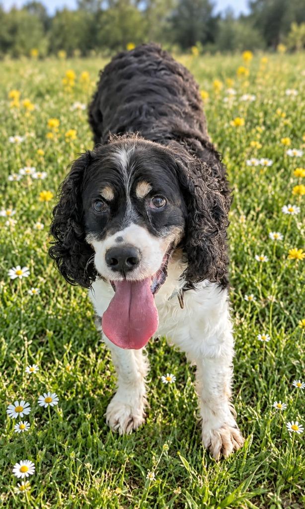 Enlarge Remington, a Adoptable English Springer Spaniel in St. Augustine, FL image 1/2