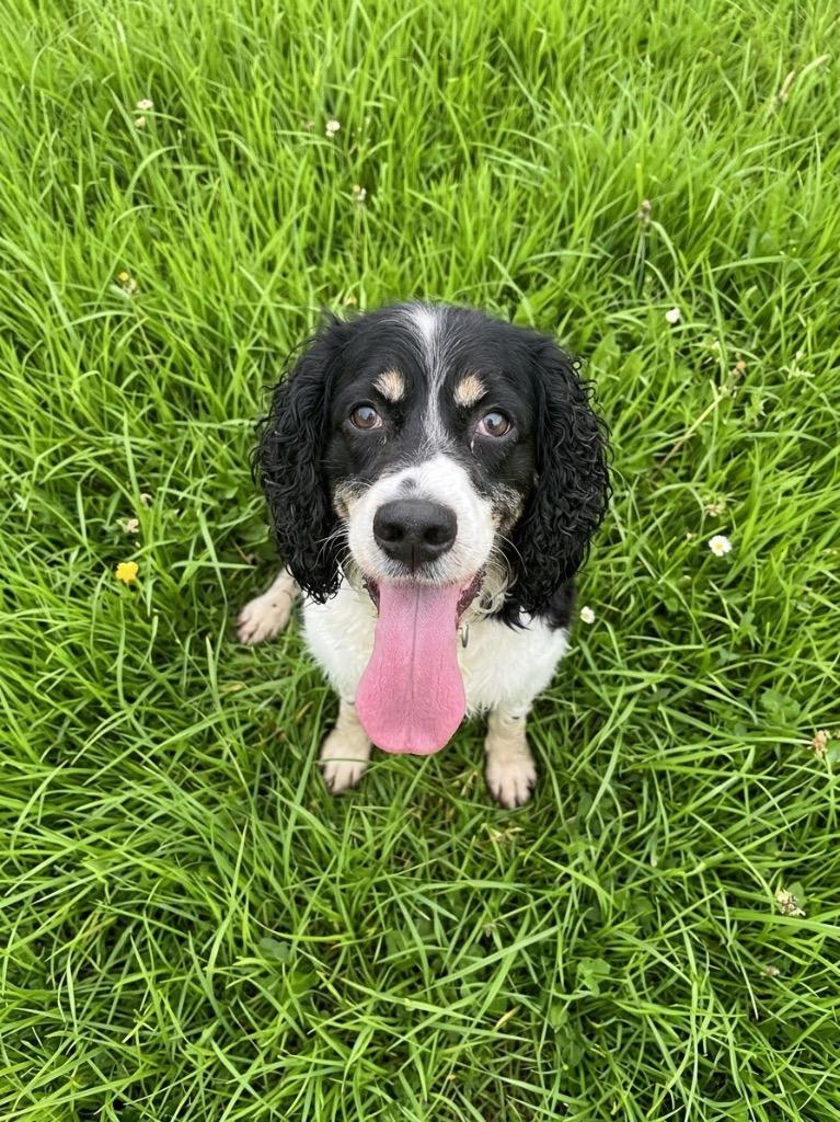 Enlarge Remington, a Adoptable English Springer Spaniel in St. Augustine, FL image 2/2