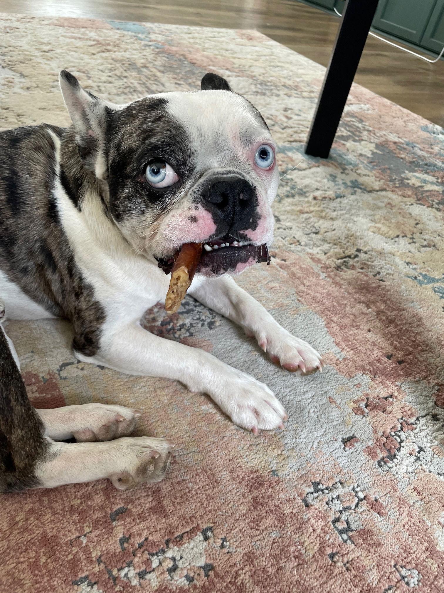 Enlarge Walter, a Adoptable French Bulldog in Evergreen, CO image 1/3