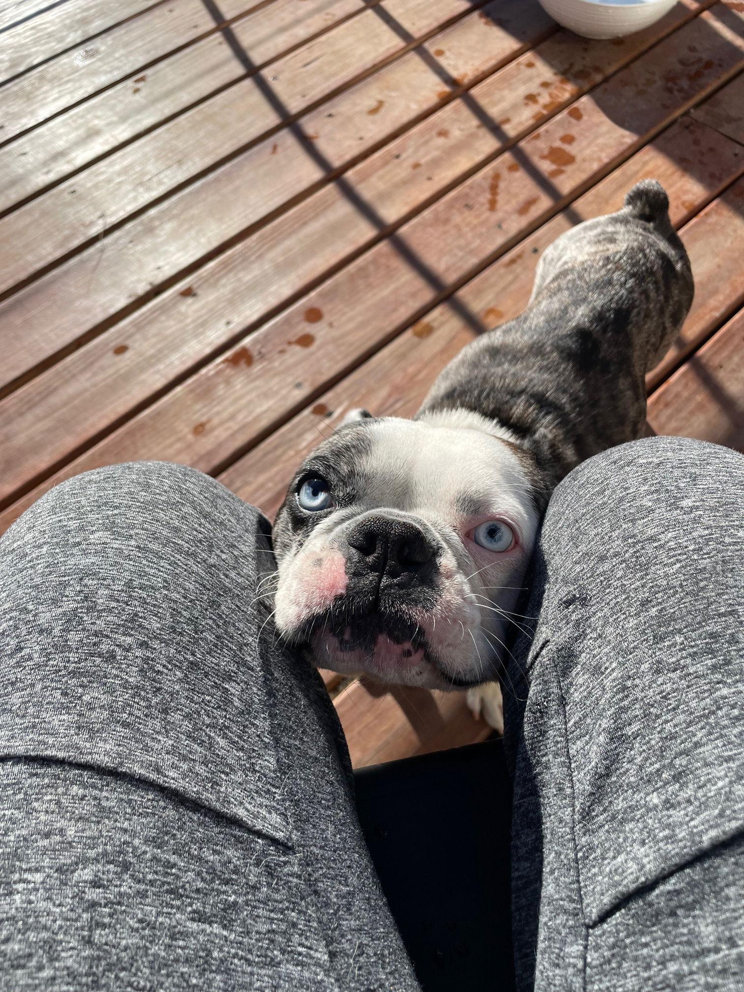 Enlarge Walter, a Adoptable French Bulldog in Evergreen, CO image 2/3