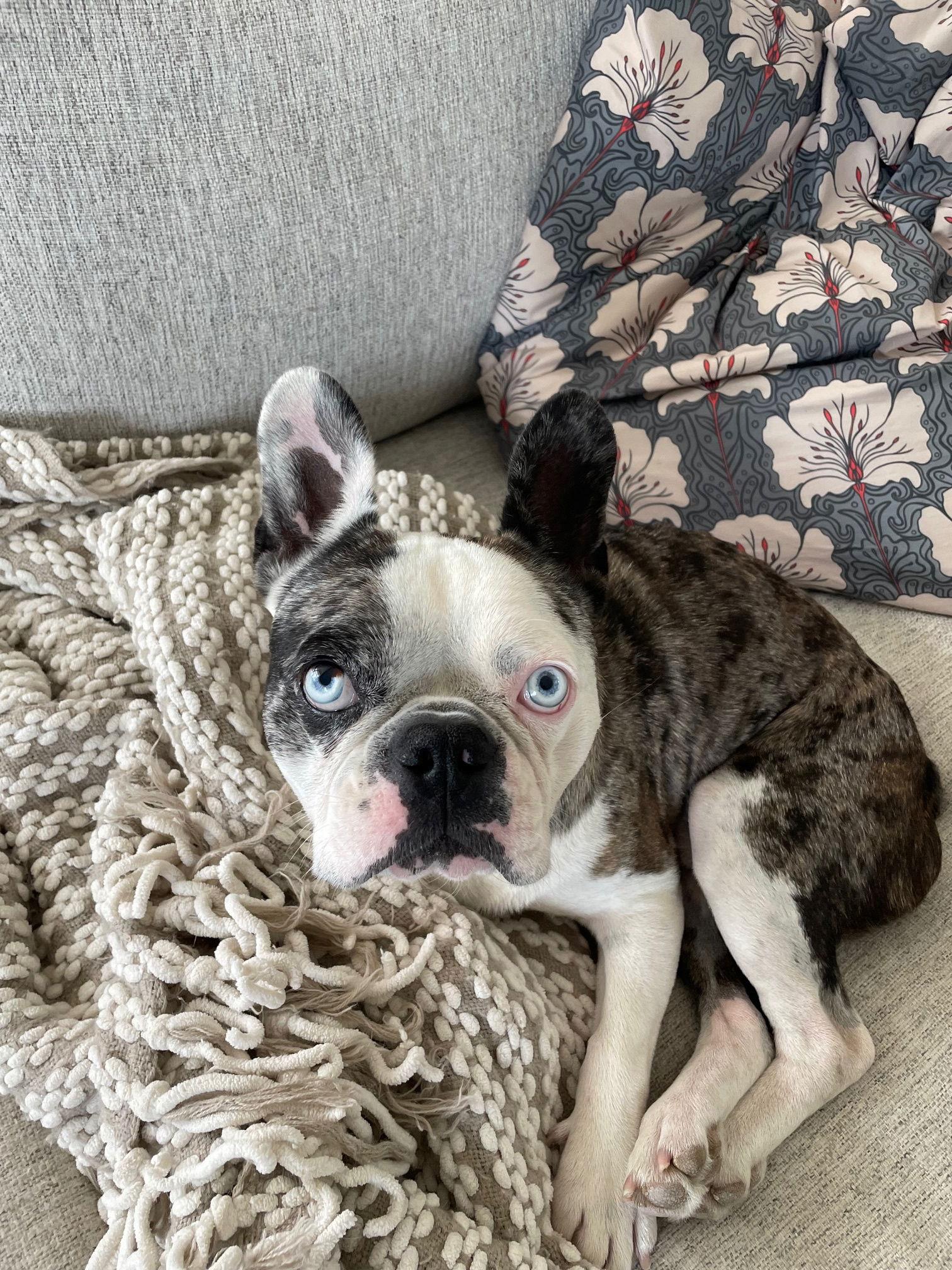 Enlarge Walter, a Adoptable French Bulldog in Evergreen, CO image 3/3