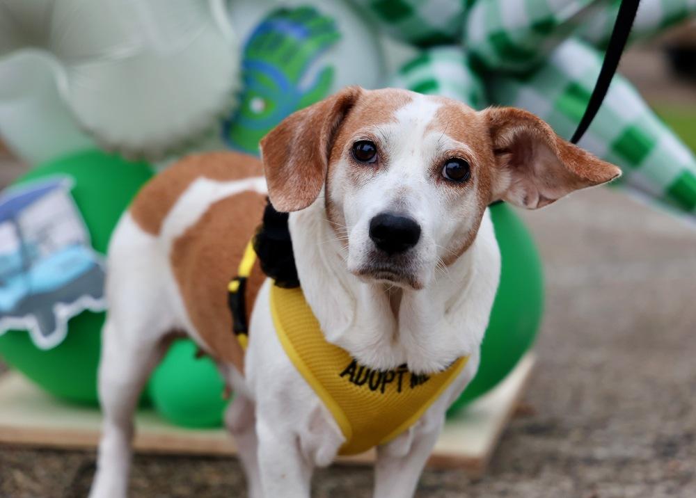 Bea, Adoptable, Adult Female Beagle.