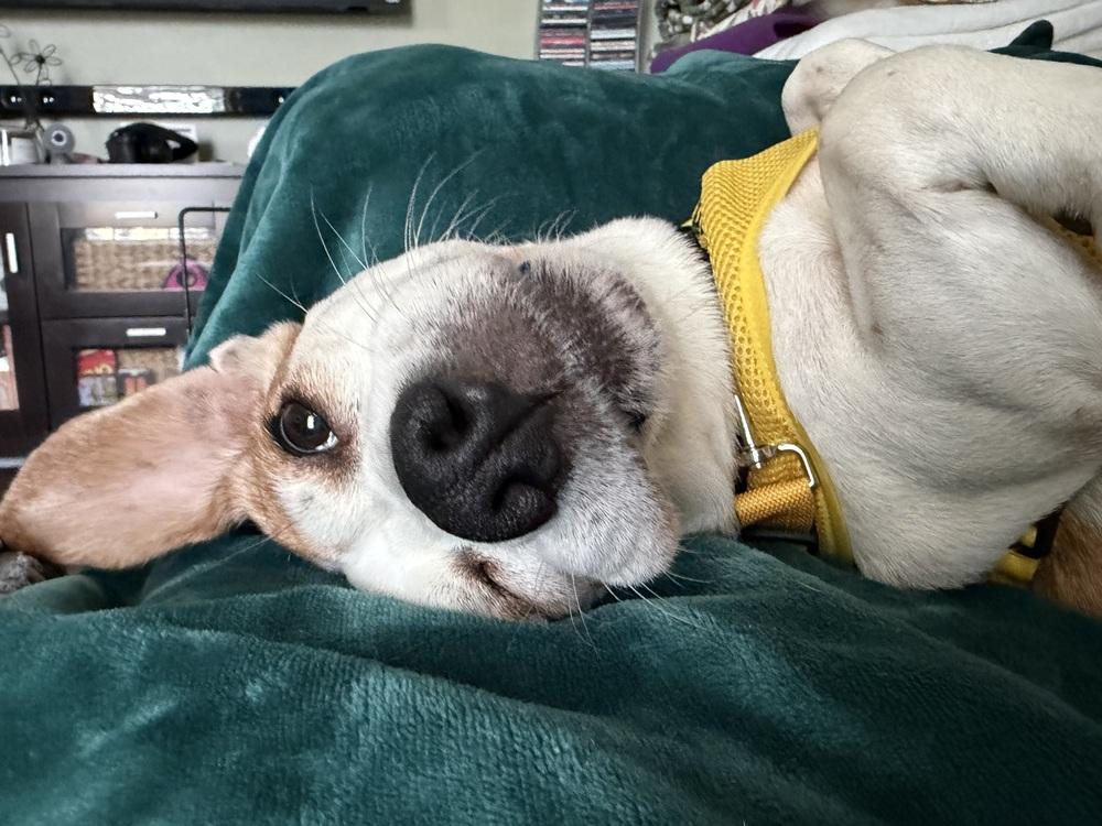 Enlarge Bea, a Adoptable Beagle in Mundelein, IL image 2/6
