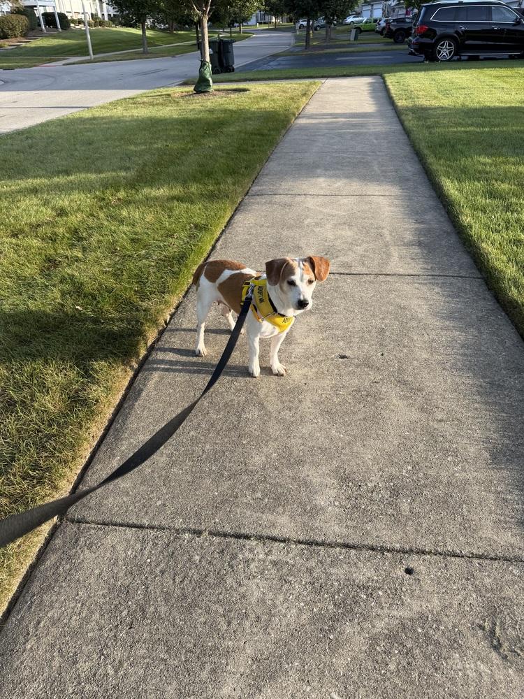 Enlarge Bea, a Adoptable Beagle in Mundelein, IL image 5/6
