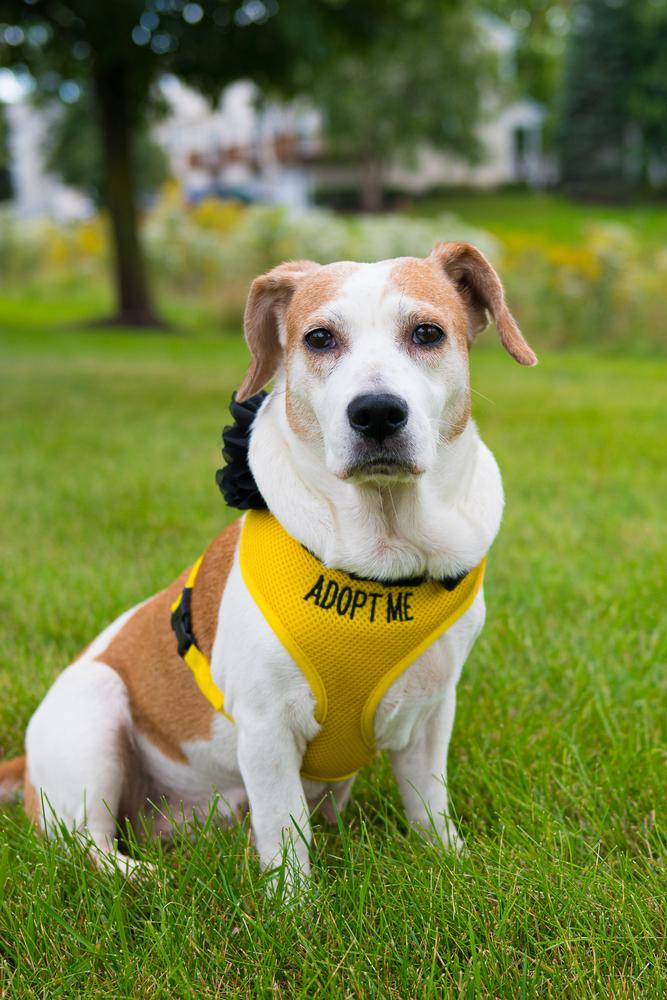 Enlarge Bea, a Adoptable Beagle in Mundelein, IL image 6/6