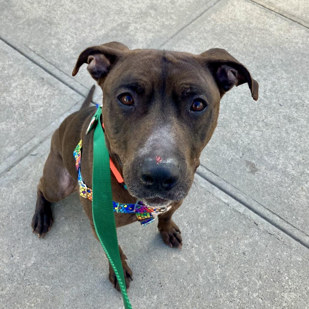 Bat Boy, Adoptable, Adult Male Mixed Breed.