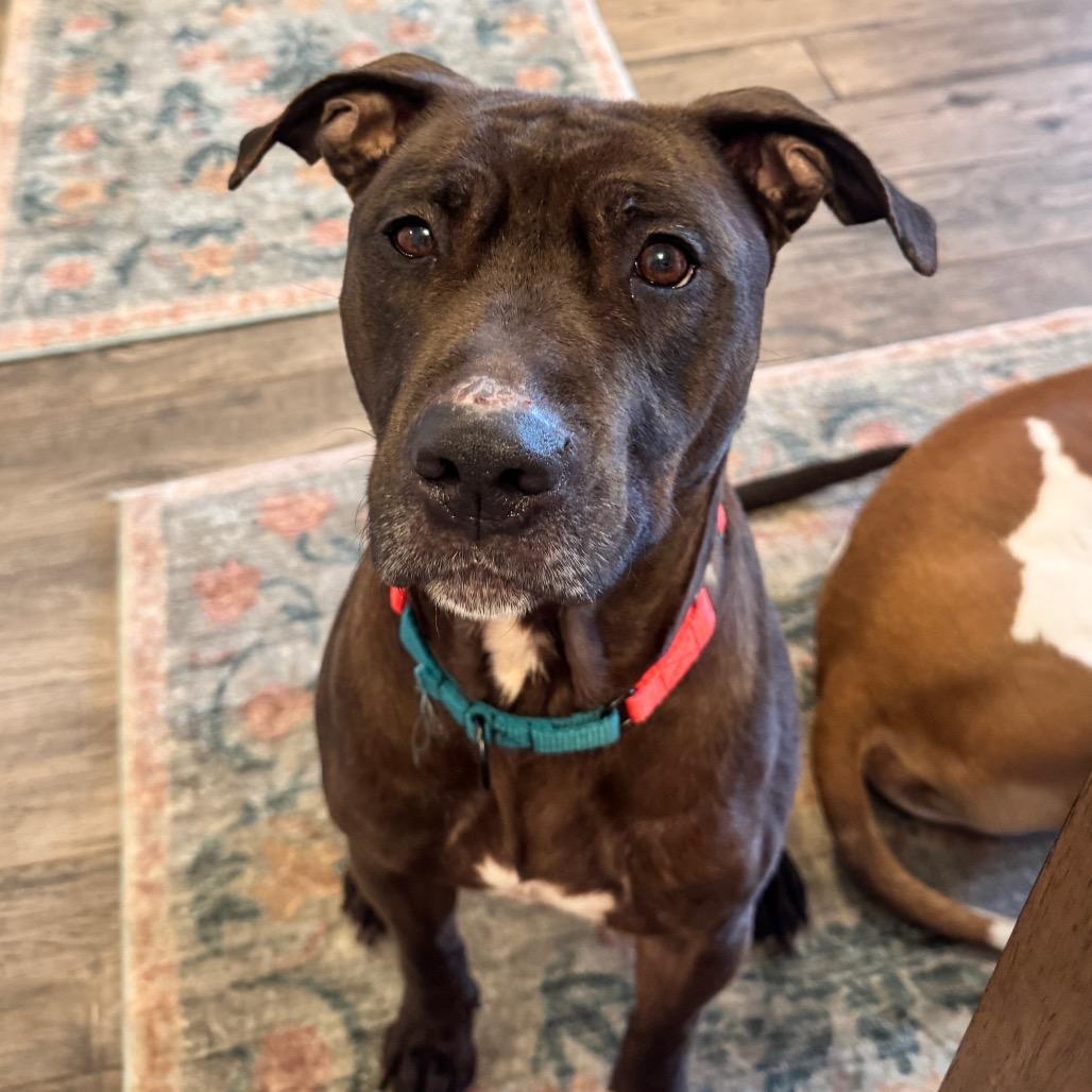 Enlarge Bat Boy, a Adoptable Mixed Breed in Jersey City, NJ image 2/6
