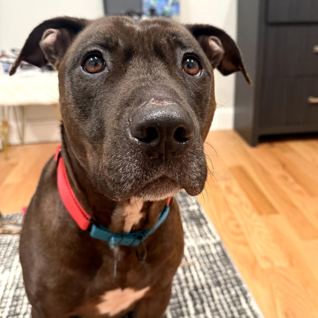 Enlarge Bat Boy, a Adoptable Mixed Breed in Jersey City, NJ image 2/6