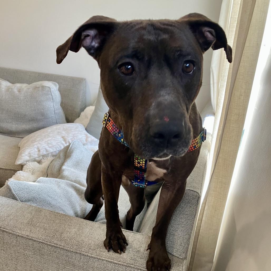 Enlarge Bat Boy, a Adoptable Mixed Breed in Jersey City, NJ image 5/6
