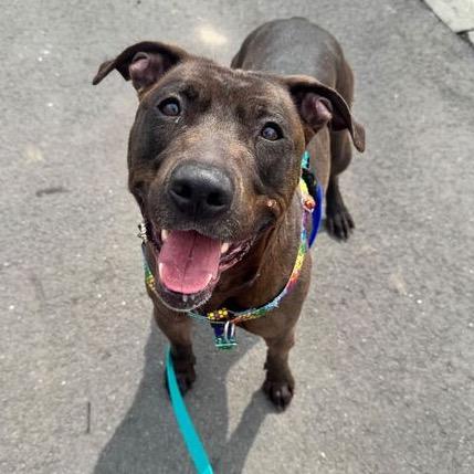 Enlarge Bat Boy, a Adoptable Mixed Breed in Jersey City, NJ image 6/6