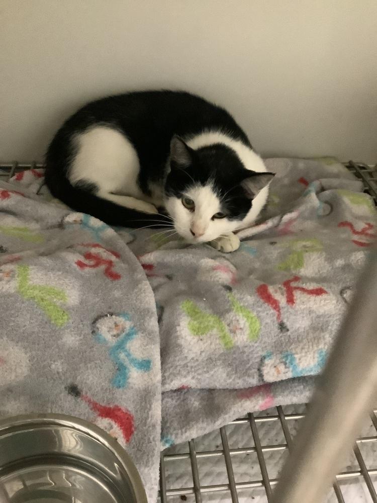 Enlarge Morticia, a Adoptable Domestic Short Hair in Innsbrook, MO image 1/1
