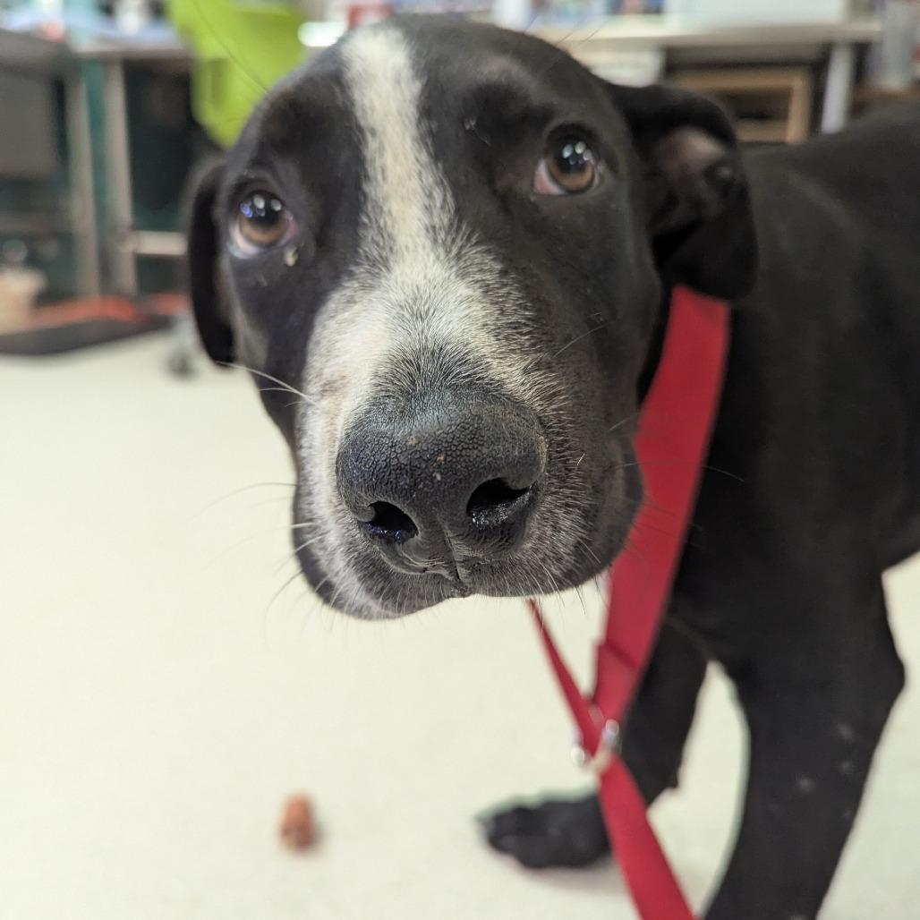 Enlarge Oreo, a Adoptable Pit Bull Terrier in Indianapolis, IN image 1/2