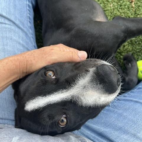 Enlarge Oreo, a Adoptable Pit Bull Terrier in Indianapolis, IN image 2/2