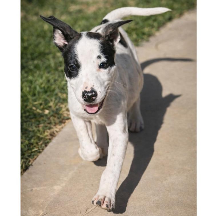 Enlarge Daphne, a Adoptable mixed breed in Griswold, CT image 1/6