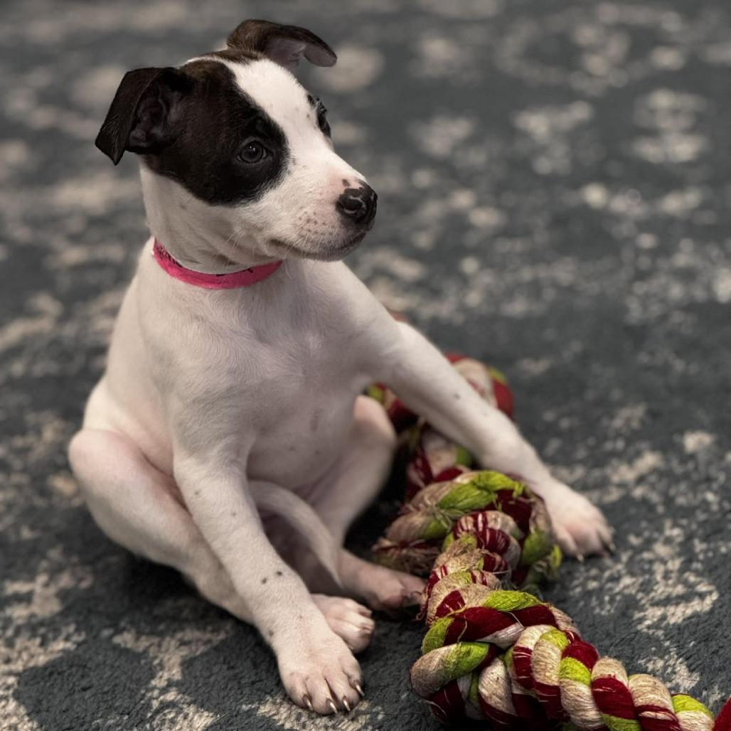 Enlarge Daphne, a Adoptable mixed breed in Griswold, CT image 2/6