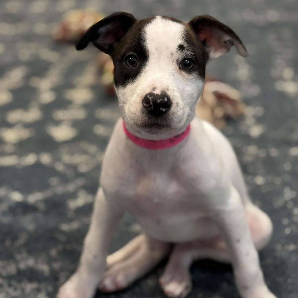 Enlarge Daphne, a Adoptable mixed breed in Griswold, CT image 3/6