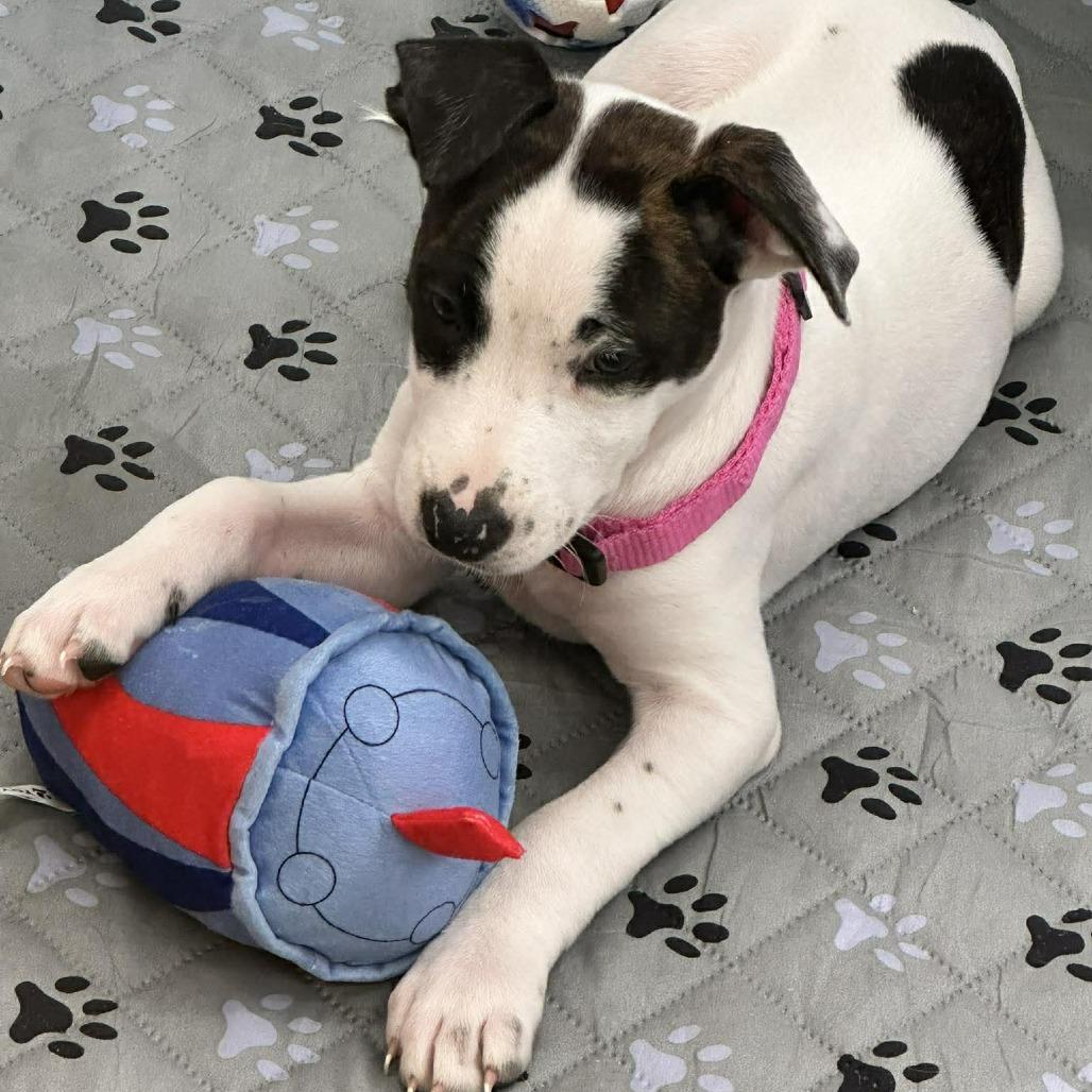 Enlarge Daphne, a Adoptable mixed breed in Griswold, CT image 4/6