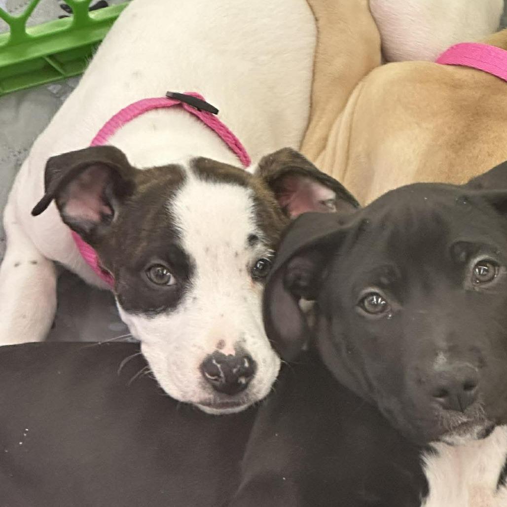 Enlarge Daphne, a Adoptable mixed breed in Griswold, CT image 5/6