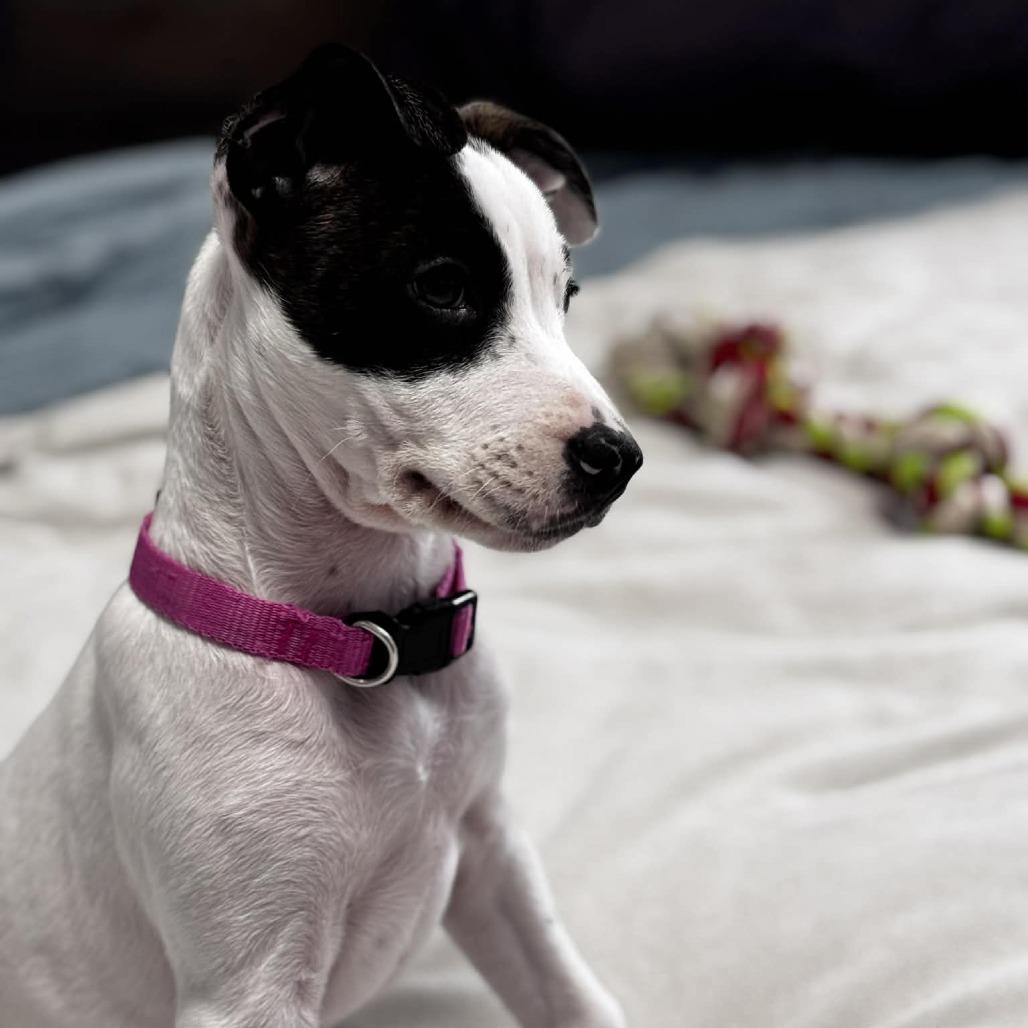 Enlarge Daphne, a Adoptable mixed breed in Griswold, CT image 6/6