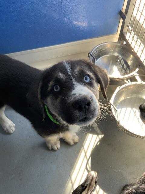 A252374, Adoptable, Puppy Female German Shepherd Dog & Mixed Breed.