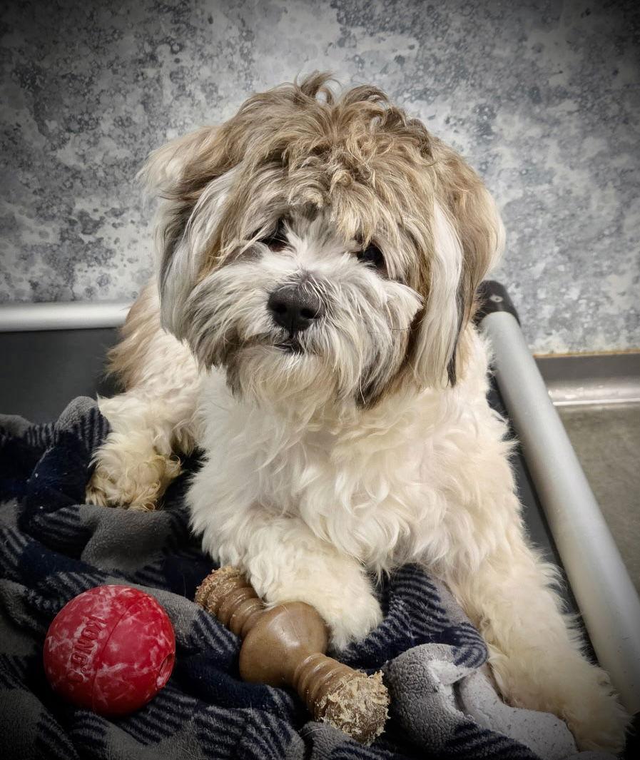 Fritz — thumbnail 3