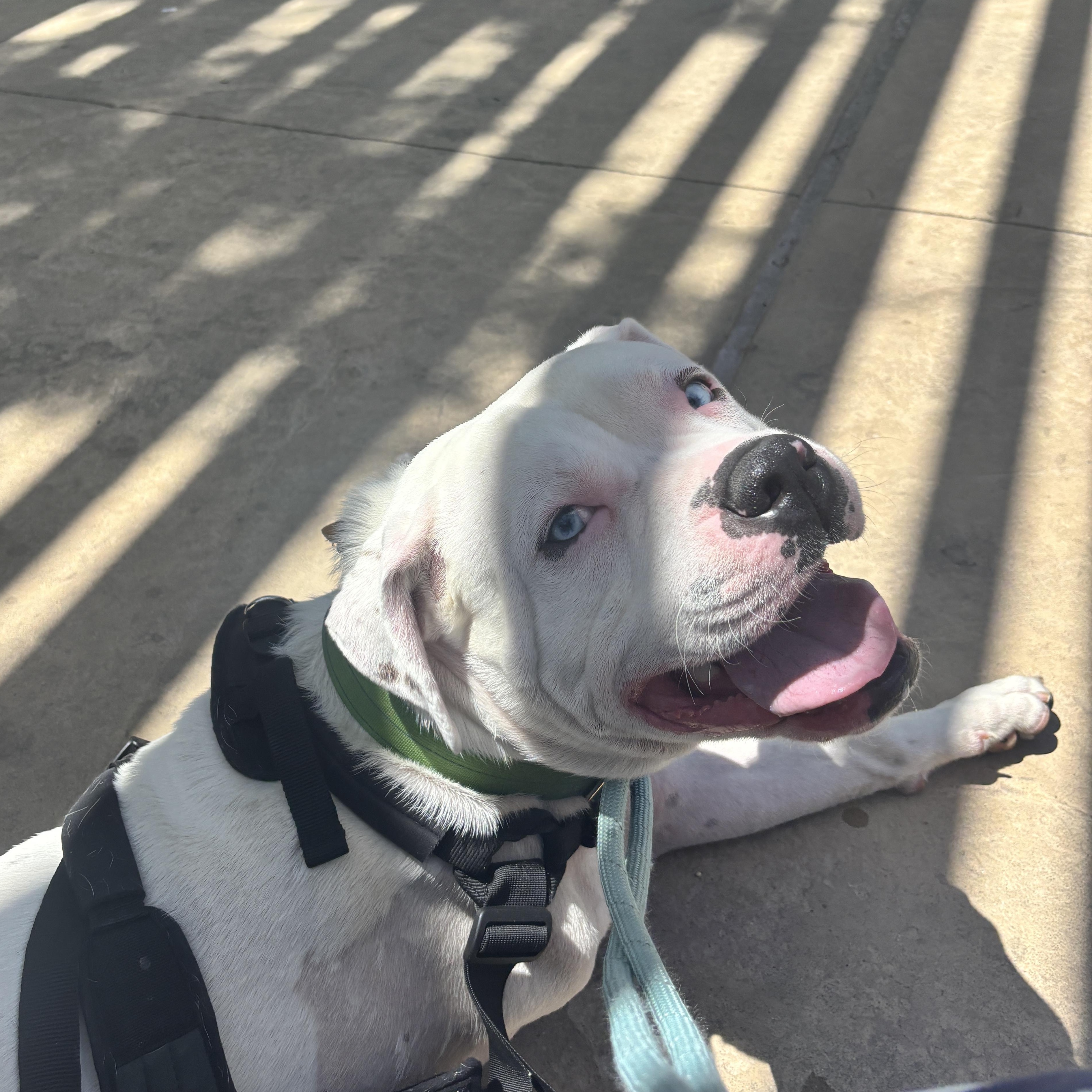 Enlarge Newman , an adopted mixed breed in Las Vegas, NV image 2/4