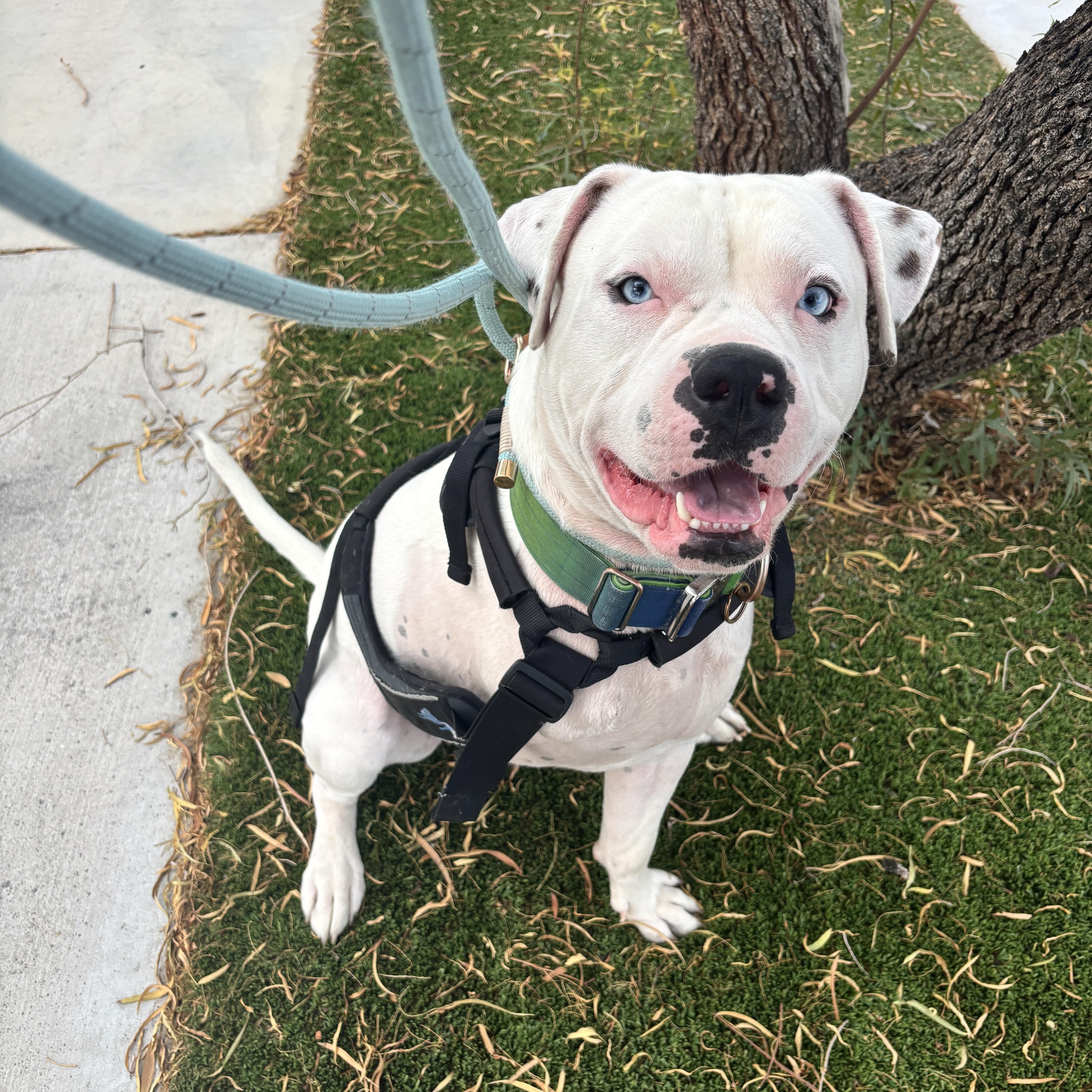 Enlarge Newman , an adopted mixed breed in Las Vegas, NV image 1/4