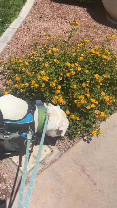 Enlarge Newman , an adopted mixed breed in Las Vegas, NV video 4/4
