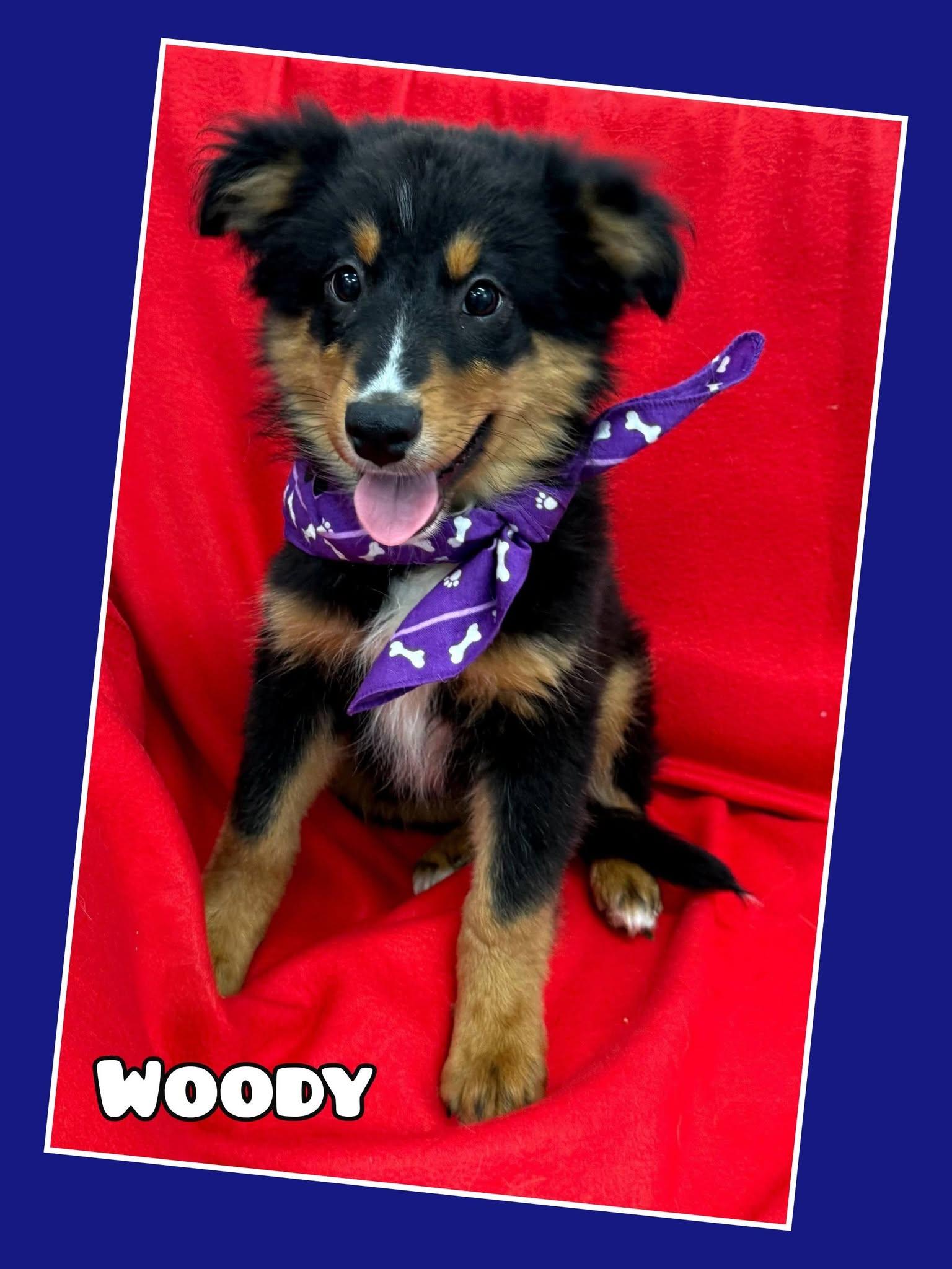 Woody, ADOPTABLE, Puppy Male Australian Shepherd.