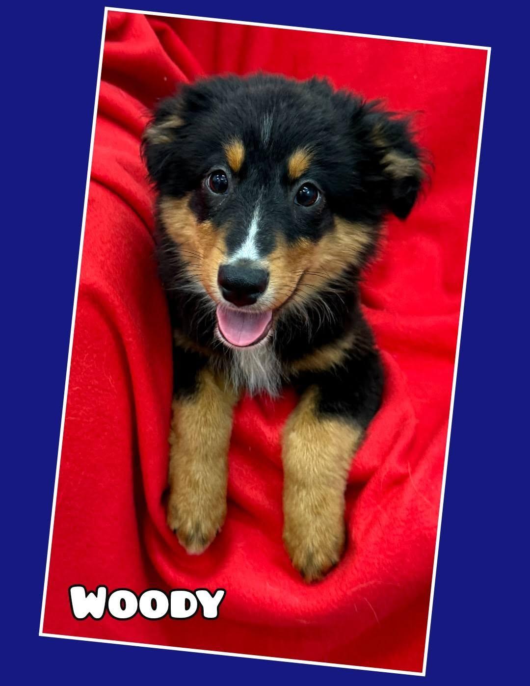 Enlarge Woody, a ADOPTABLE Australian Shepherd in East Sparta, OH image 2/2