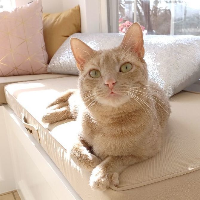 Sushi, Adopted, Young Female Domestic Short Hair.