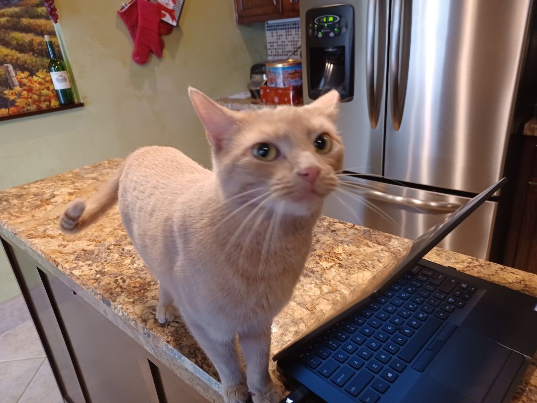 Sushi, a Adopted Domestic Short Hair in Bethel, OH image 2/7