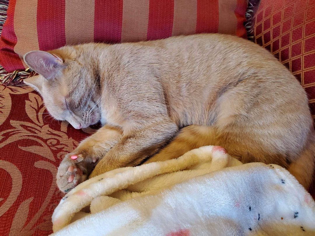 Sushi, a Adopted Domestic Short Hair in Bethel, OH image 3/7