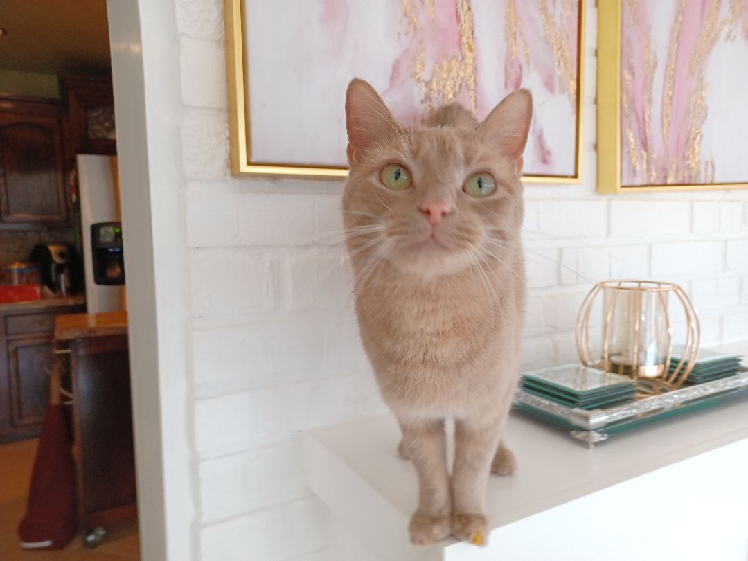 Sushi, a Adopted Domestic Short Hair in Bethel, OH image 4/7