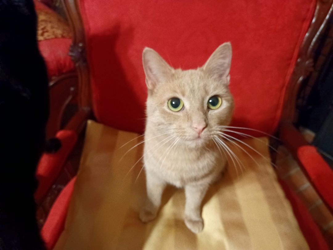 Sushi, a Adopted Domestic Short Hair in Bethel, OH image 5/7