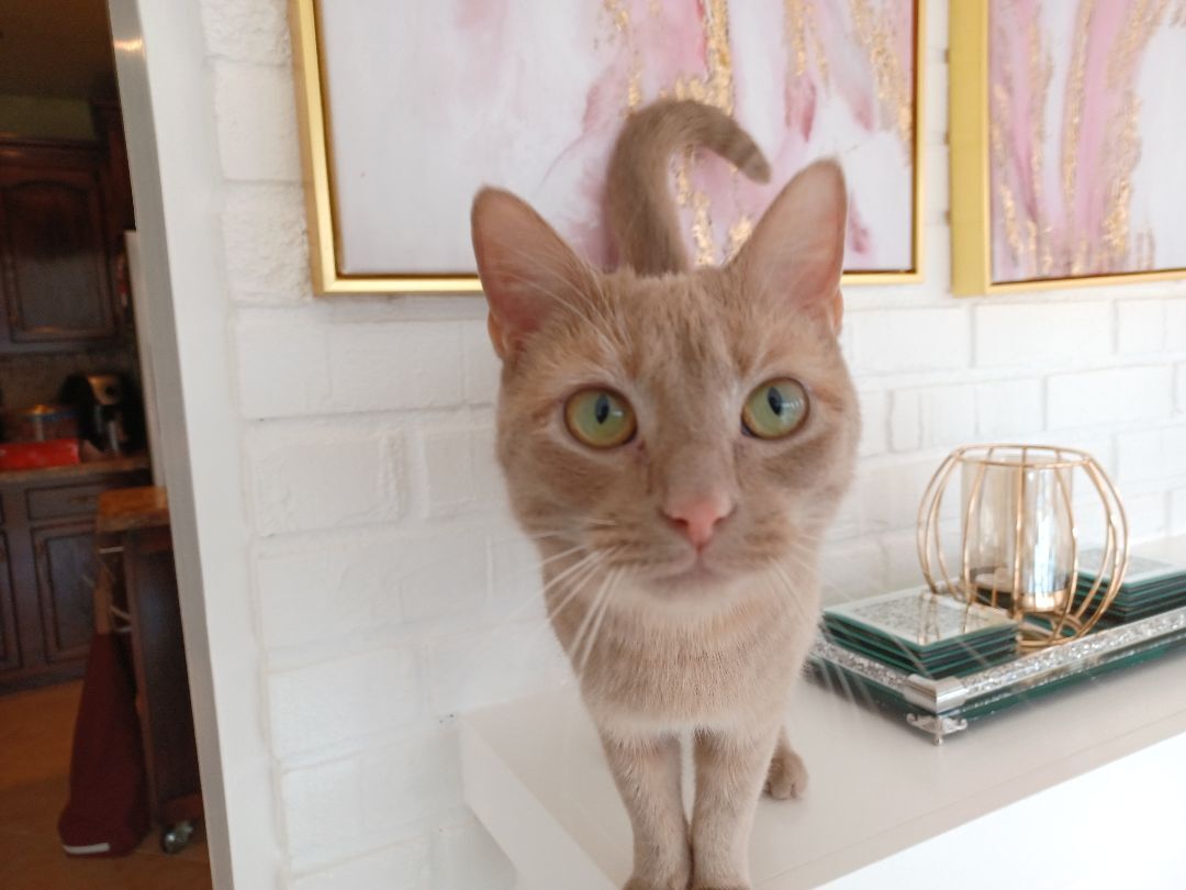 Sushi, a Adopted Domestic Short Hair in Bethel, OH image 6/7