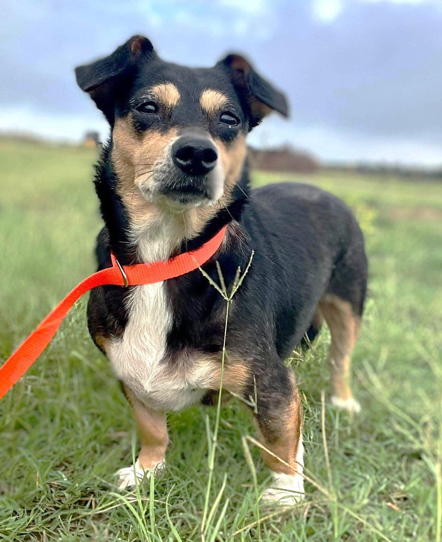 San Marcos Pepper TX, Adoptable, Senior Female Chihuahua.