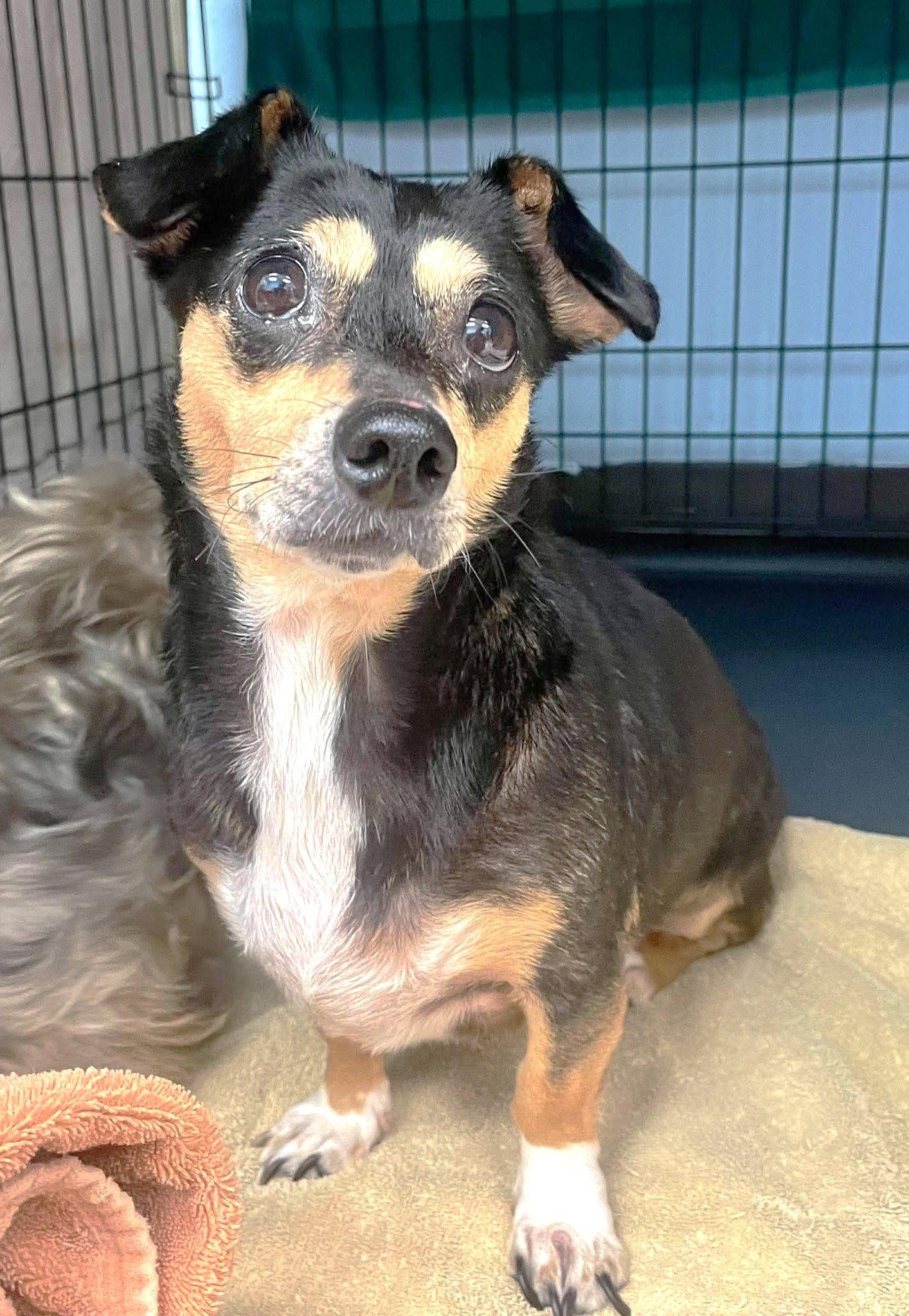 San Marcos Pepper TX, a Adoptable Chihuahua in Boonton, NJ image 2/3