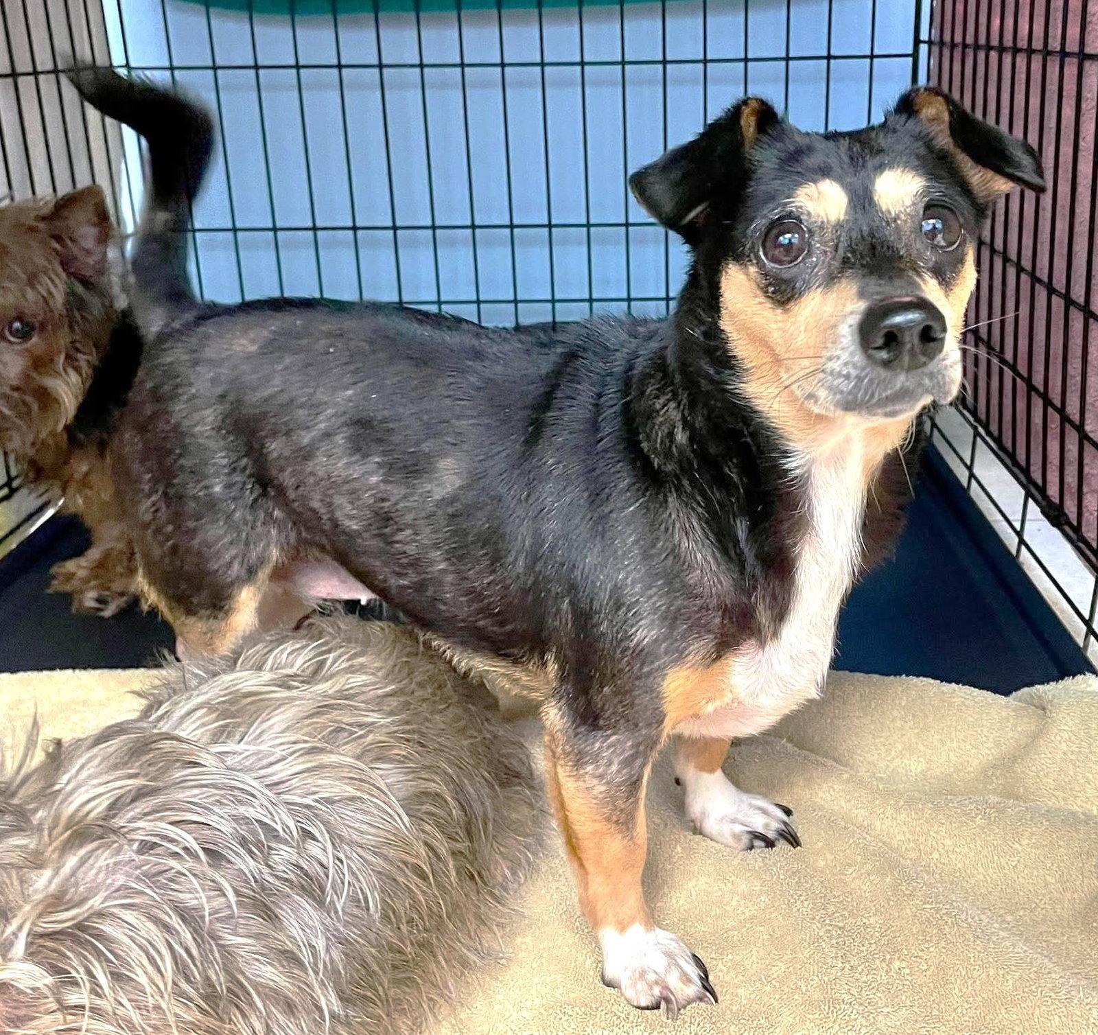 San Marcos Pepper TX, a Adoptable Chihuahua in Boonton, NJ image 3/3